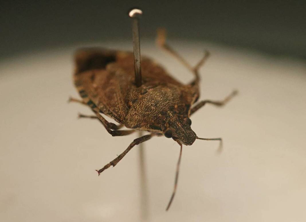 Samsun, Ordu, Sinop, Trabzon istila altında: Gördüğünüz yerde öldürün! Bu işin şakası yok, seferberlik ilan edilmeli! 17